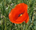erhellendes